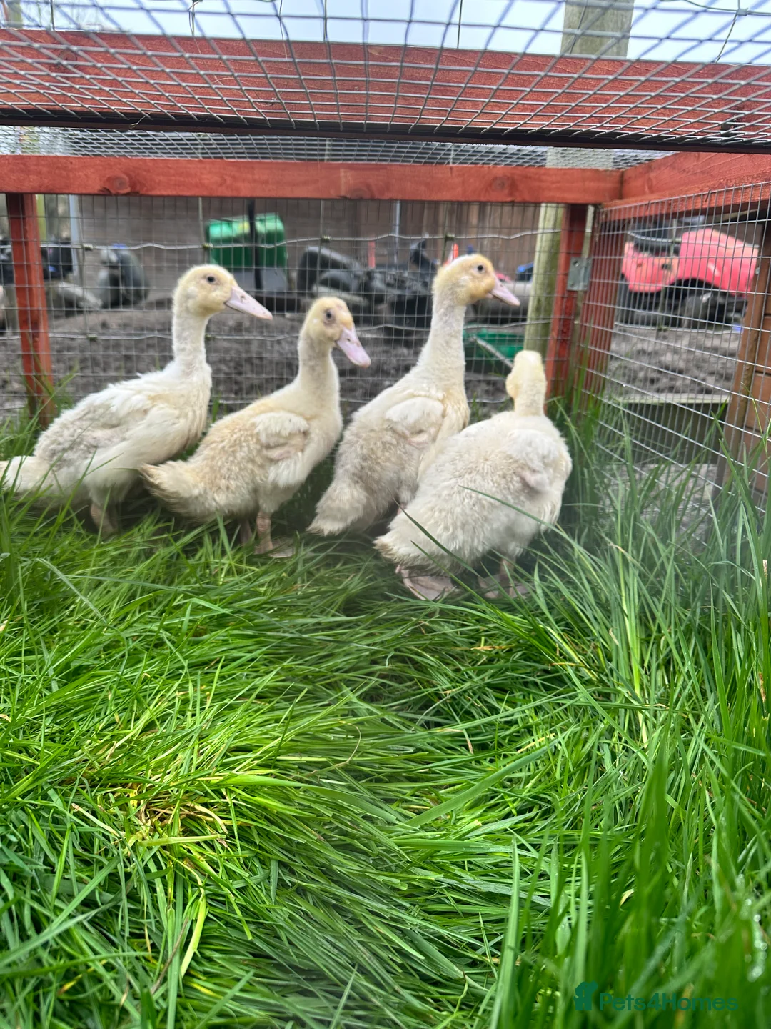 Ducks poultry for sale: 4 female cherry valley ducklings  - Advert 4