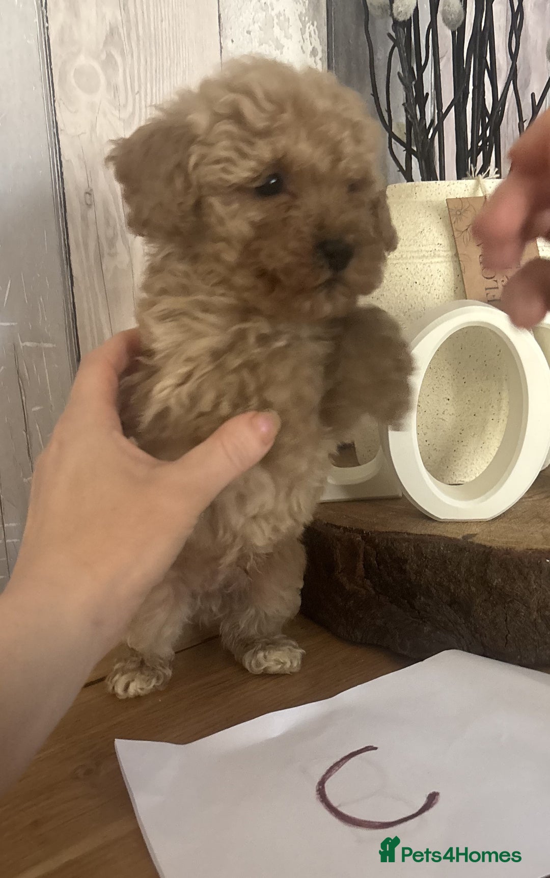 Cockapoo dogs for sale: Cockapoo Puppies looking for their forever homes - Advert 10