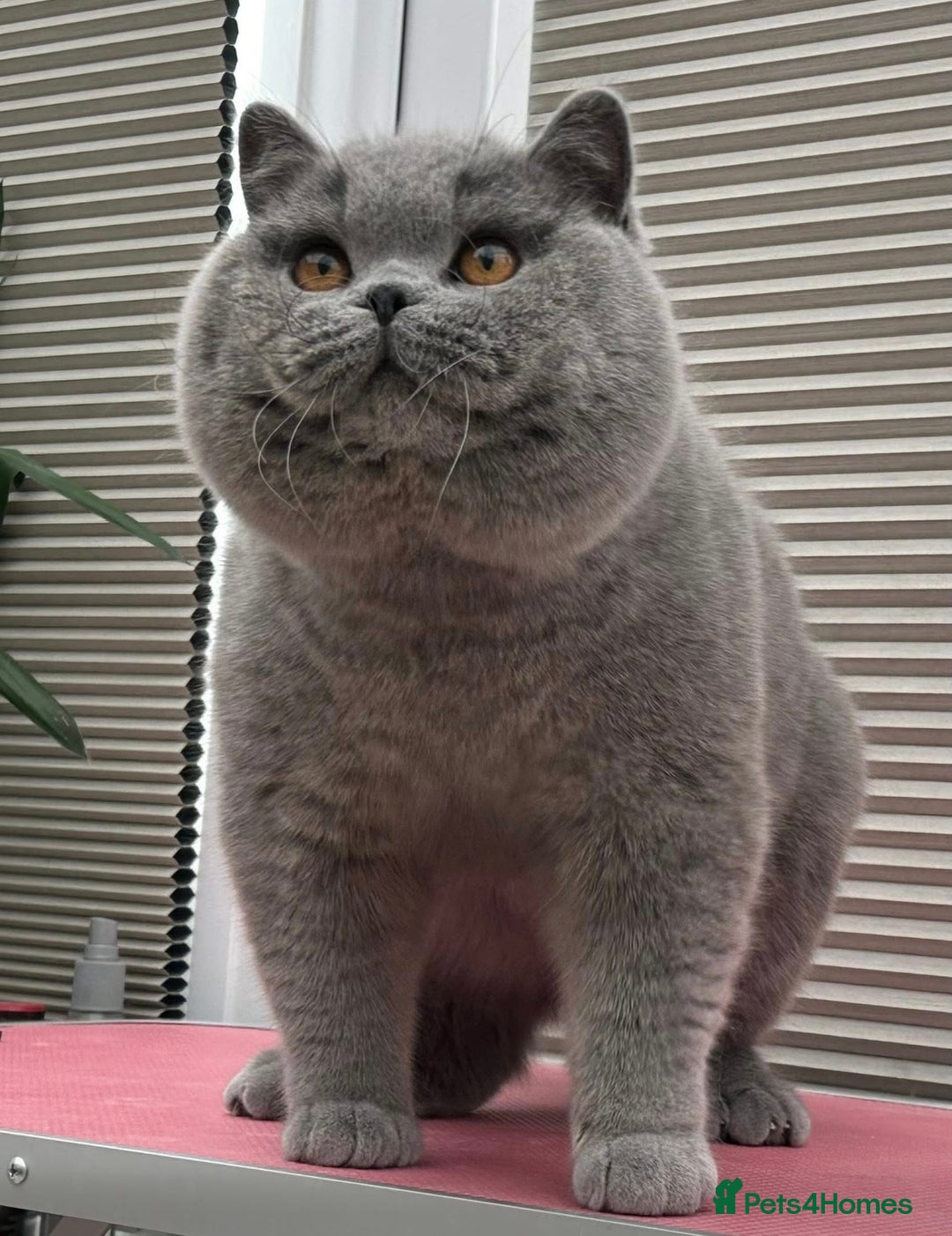 British Shorthair cats for sale: Gorgeous Quality British Kittens - Advert 18