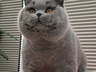 British Shorthair cats Gorgeous Quality British Kittens - Advert 9