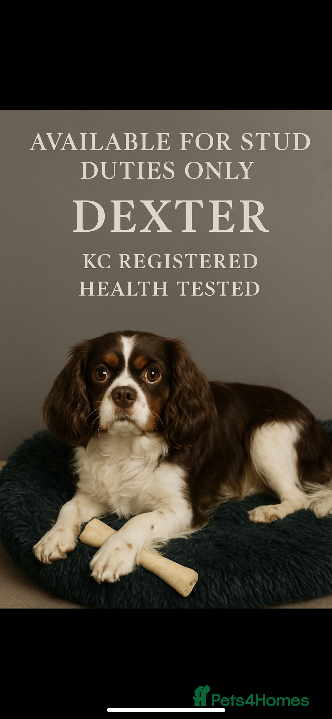 Cavalier King Charles Spaniel dogs for stud: Stunning Chocolate Tri cavalier health tested - Advert 1