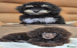 Toy Poodle dogs for sale: Gorgeous Tiny Toy Poodle Pups  - Image 1