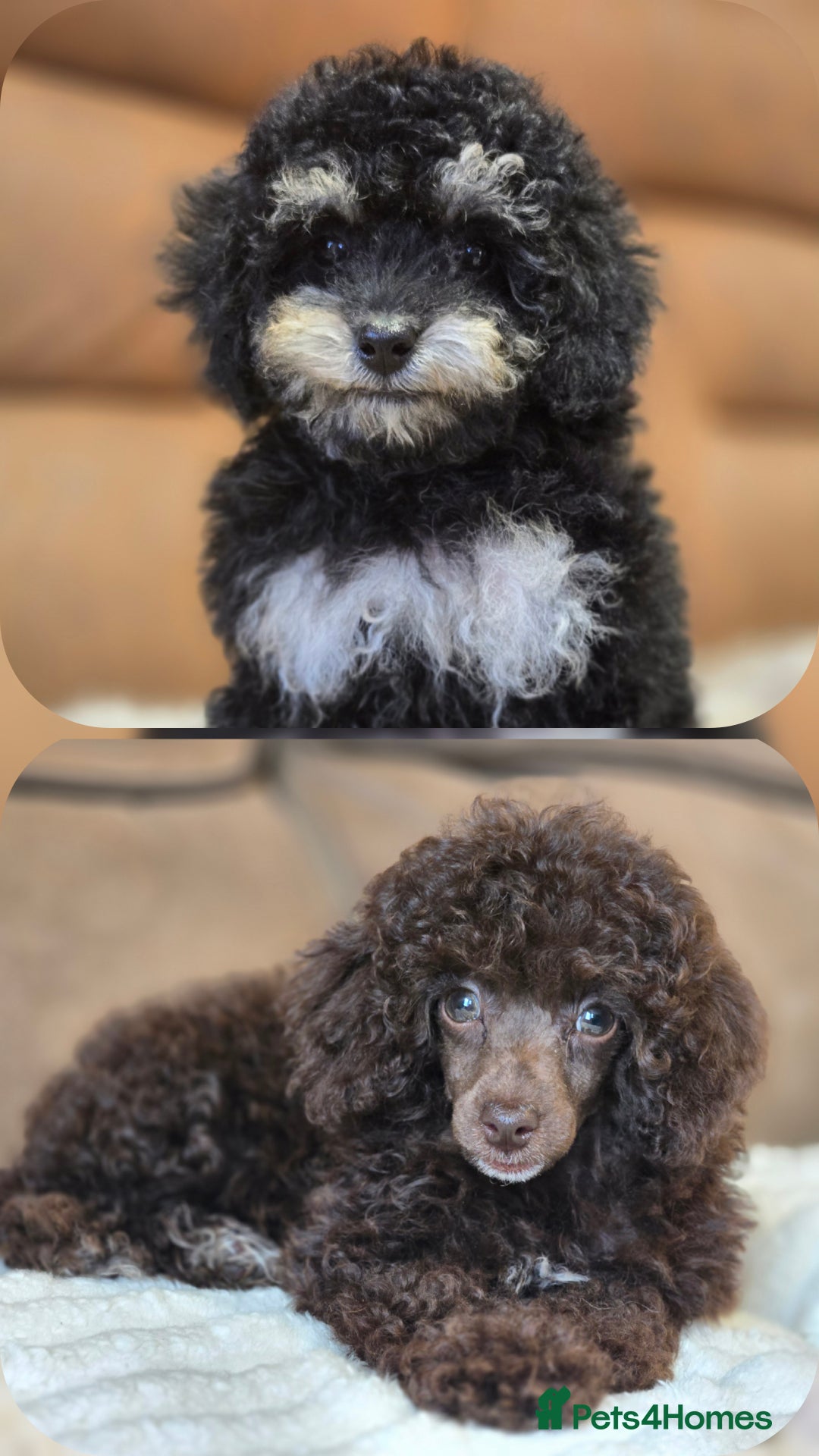 Toy Poodle dogs for sale: Gorgeous Tiny Toy Poodle Pups  - Image 1