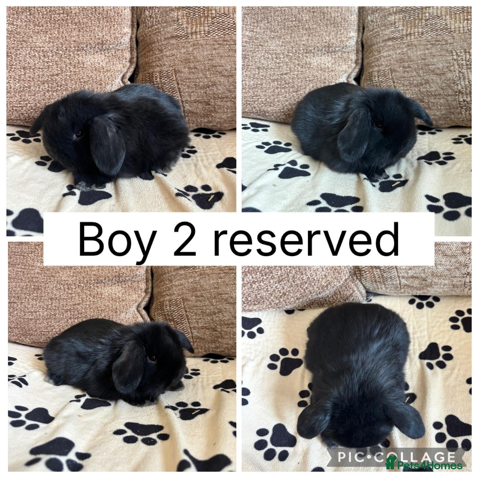 Mini Lop rabbits 1 baby mini lop ready to reserve - Advert 2