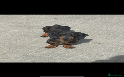 Mixed Breed dogs for sale: Beautiful puppies available  - Image 10