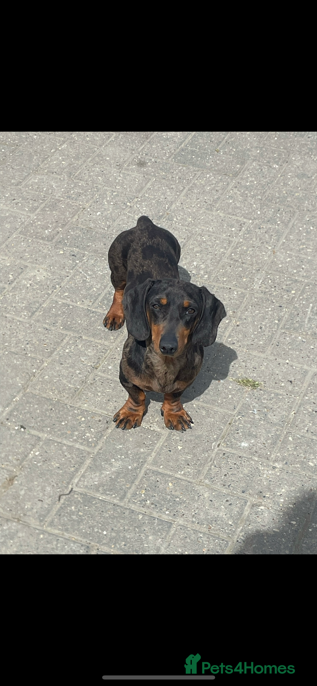 Mixed Breed dogs for sale: Beautiful puppies available  - Image 10