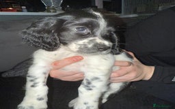 Cocker Spaniel dogs for sale: REDUCED & READY NOW 2 girl COCKERS - Advert 19