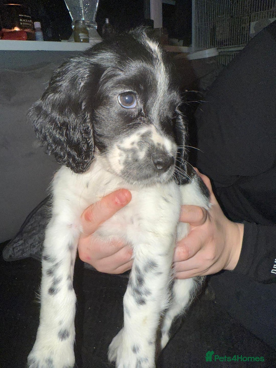 Cocker Spaniel dogs for sale: REDUCED & READY NOW 2 girl COCKERS - Advert 19