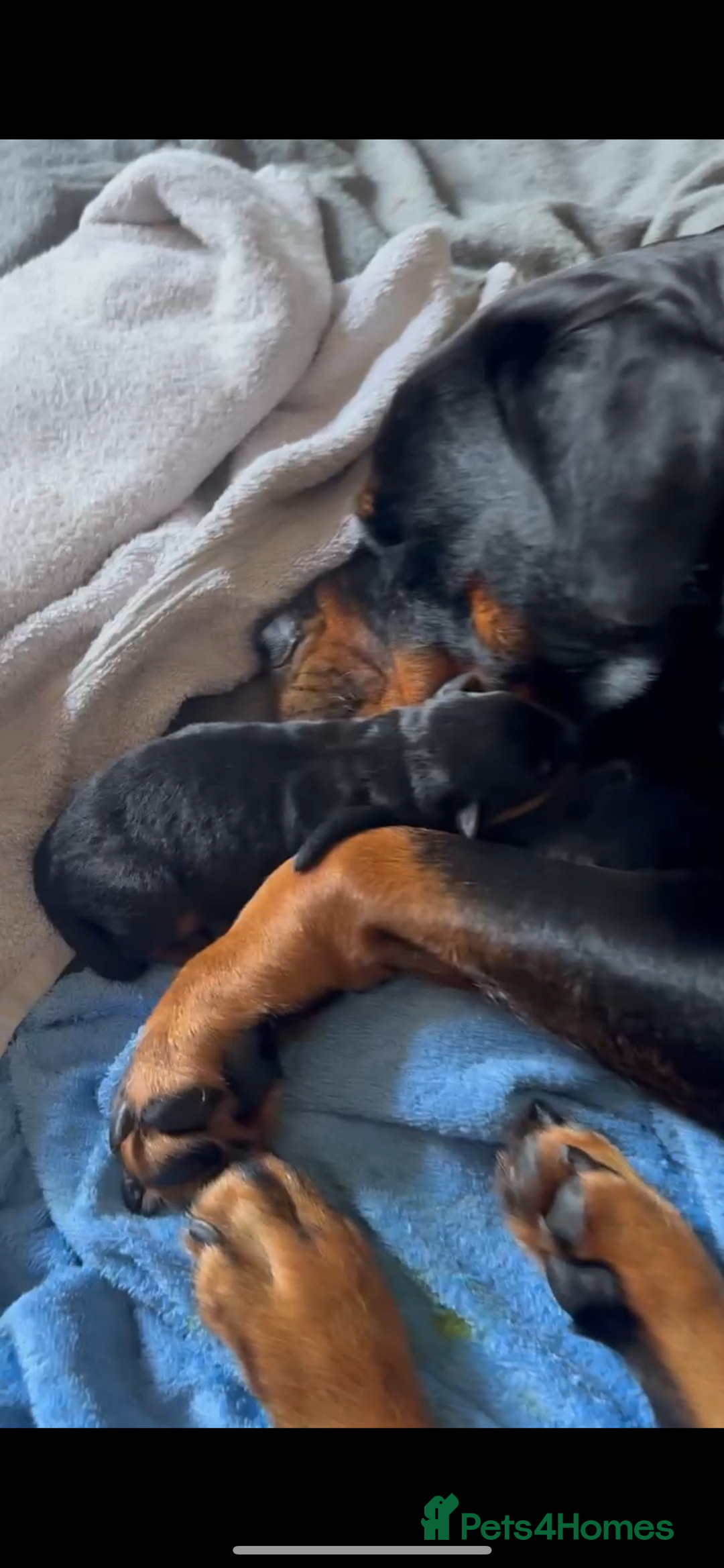 Mixed Breed dogs for sale: Rottweiler x German shepherd male puppies - Image 7
