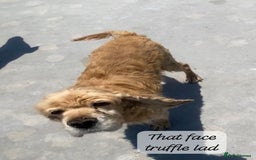 Cocker Spaniel dogs for adoption: Truffles, 10+ yrs. Available for adoption. - Image 4