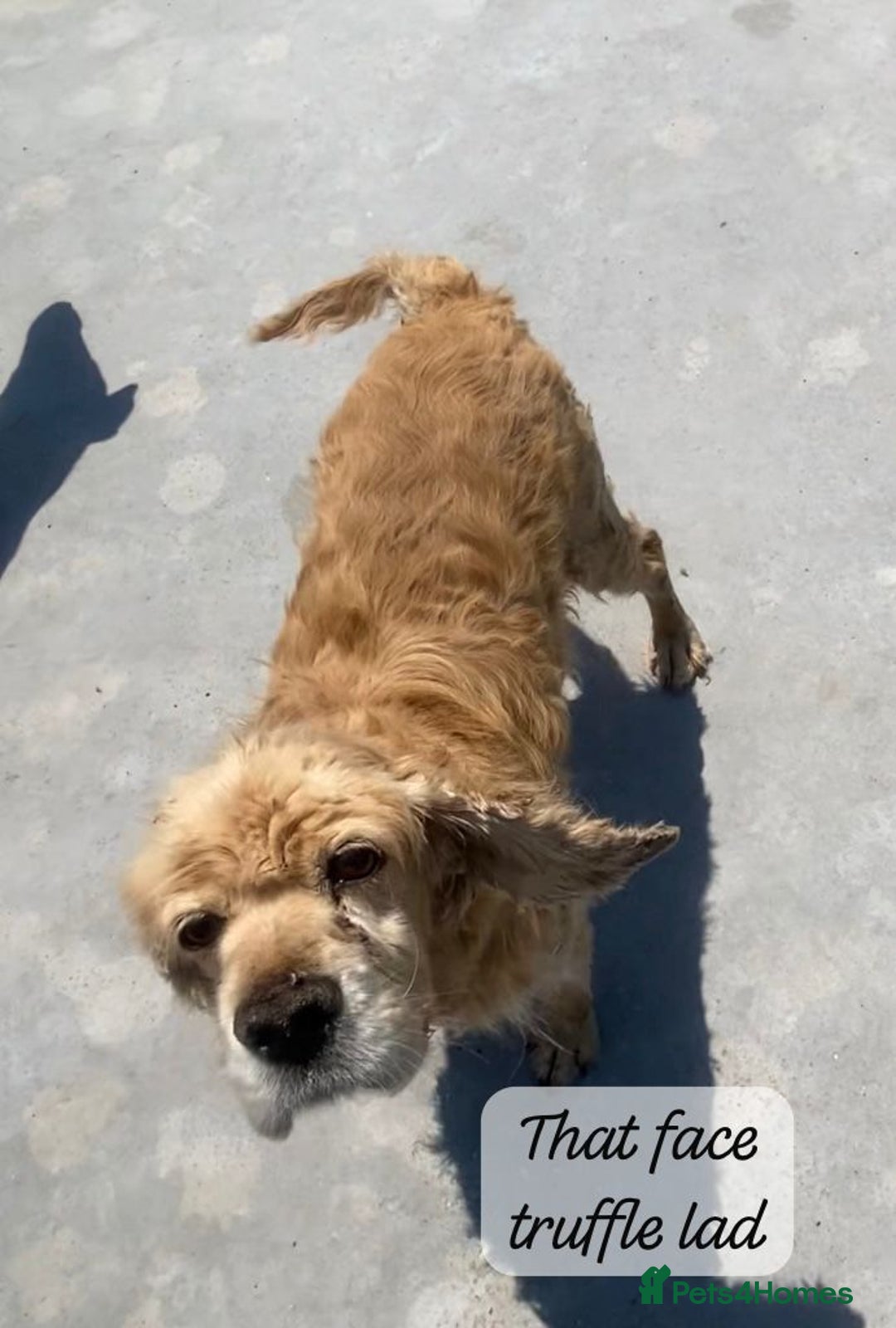 Cocker Spaniel dogs for adoption: Truffles, 10+ yrs. Available for adoption. - Image 4
