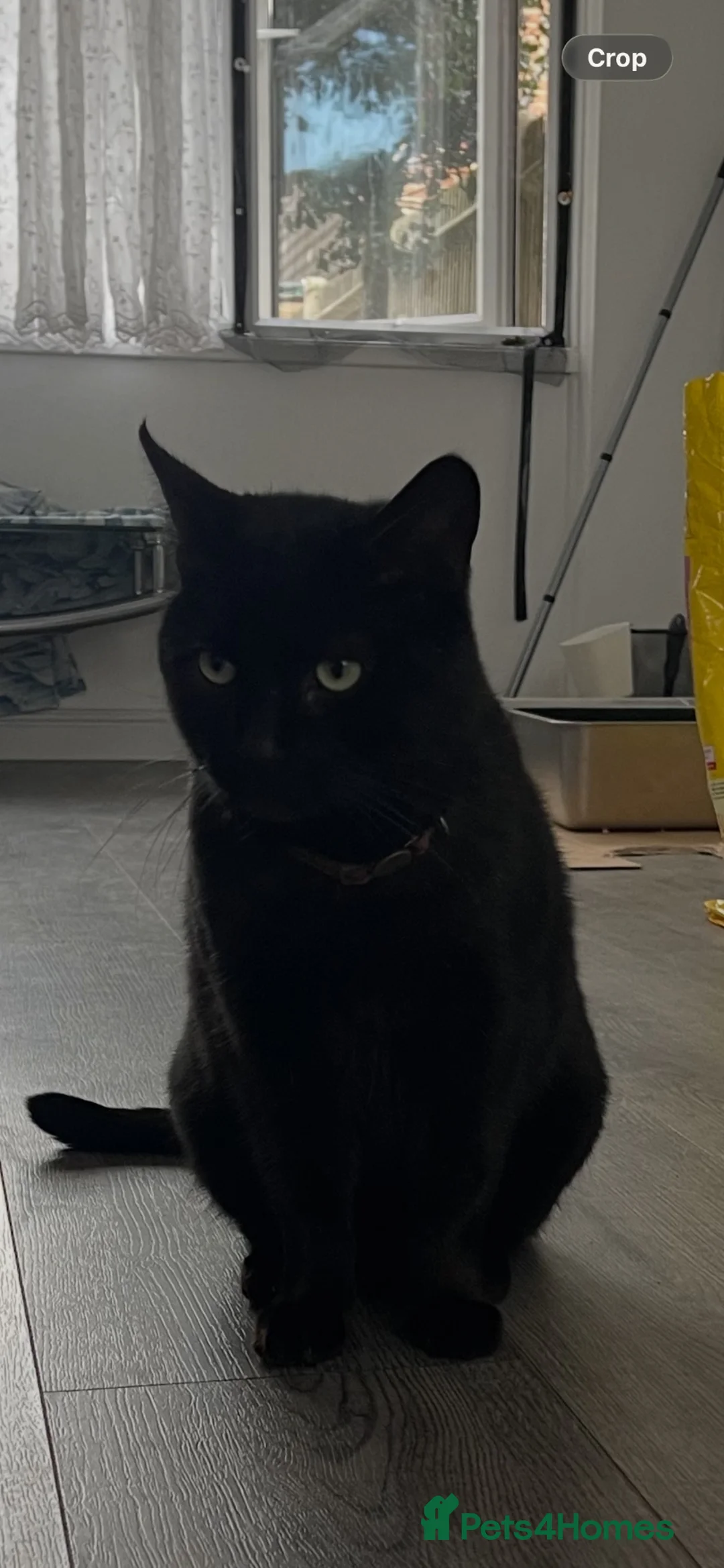 Mixed Breed cats for sale: Rehoming Fluffers  - Advert 6