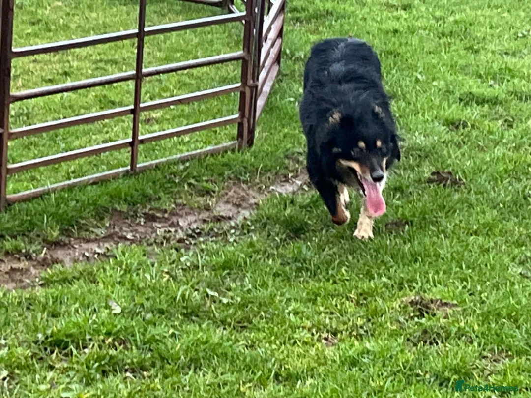 Border Collie dogs for sale: Tri Coloured Border Collie - Fly - Advert 1