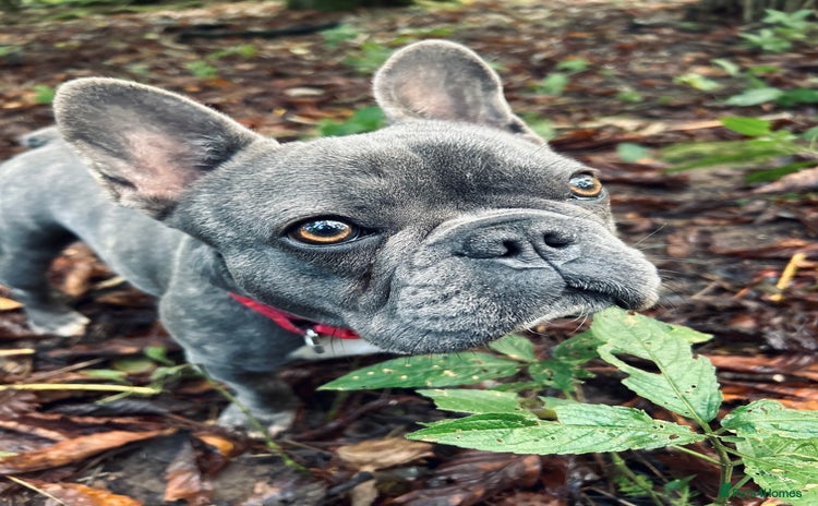 French Bulldog dogs - Advert 6