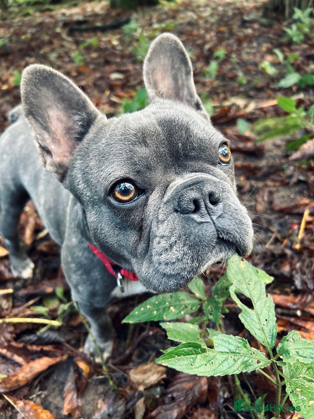 French Bulldog dogs for sale: Loving French Bulldog Looking for a New Home - Image 1
