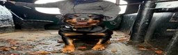Rottweiler dogs for sale: Beautiful Female Rottweiler for adoption  - Advert 2