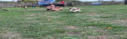 Cocker Spaniel dogs for sale: Working cocker spaniel puppies for sale  - Advert 6