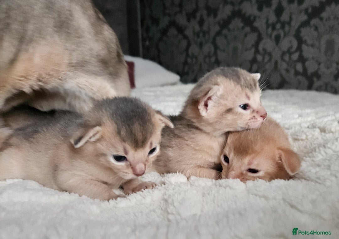 Abyssinian cats for sale: Abyssinian  - Advert 8
