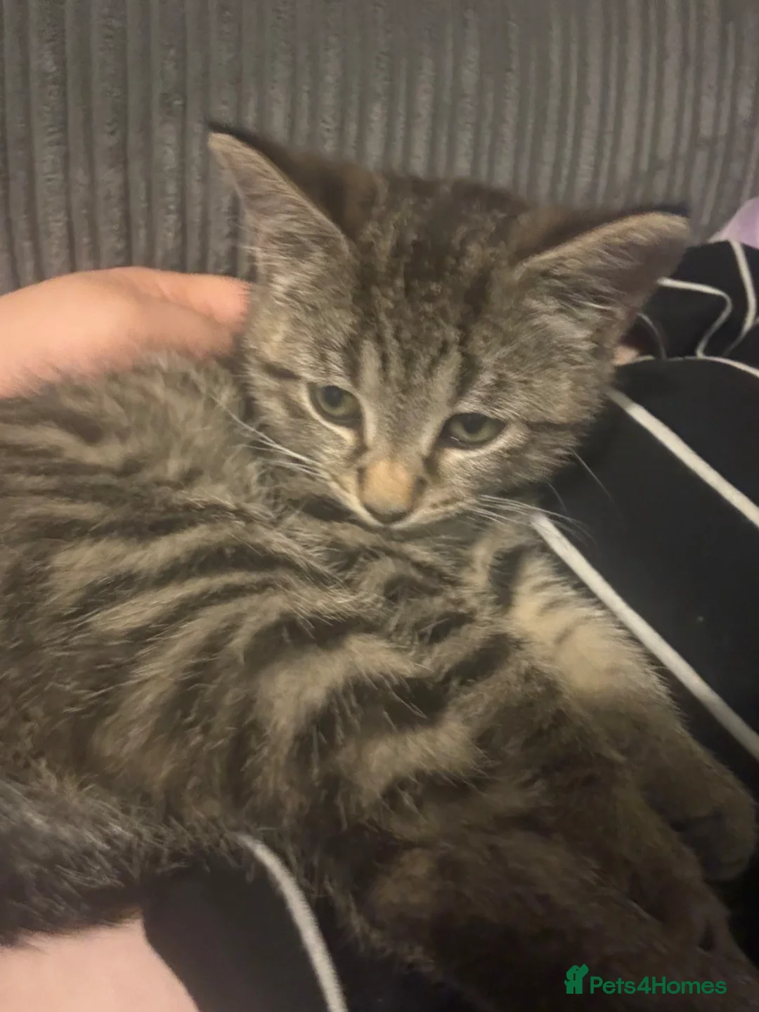 British Shorthair cats for sale: Kitten  in Wellington - Advert 1