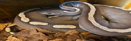 Python Snake reptiles for sale: Royal pythons looking for new homes  - Advert 1