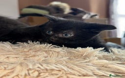 Bombay cats for sale: Black Kittens - Image 6