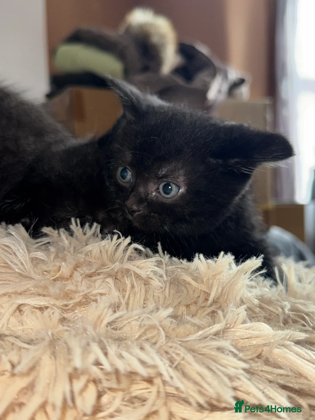 Bombay cats for sale: Black Kittens - Advert 5