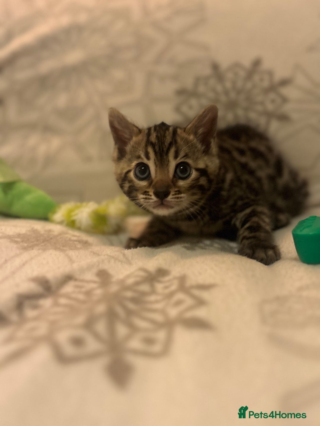 Bengal cats for sale: True to type bengal kittens - Advert 4