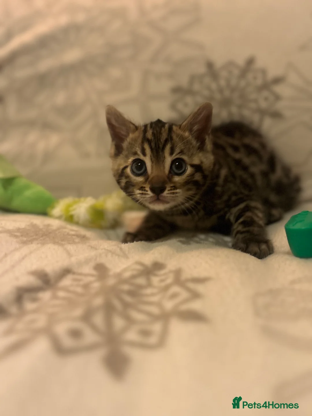 Bengal cats for sale: True to type bengal kittens - Advert 4