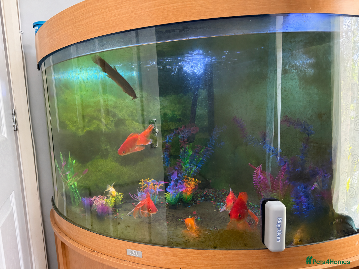 Goldfish fish Total Set Up Fish Tank, Fish and Filter.  - Advert 2
