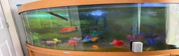 Goldfish fish for sale: Total Set Up Fish Tank, Fish and Filter.  in Waterlooville - Advert 2