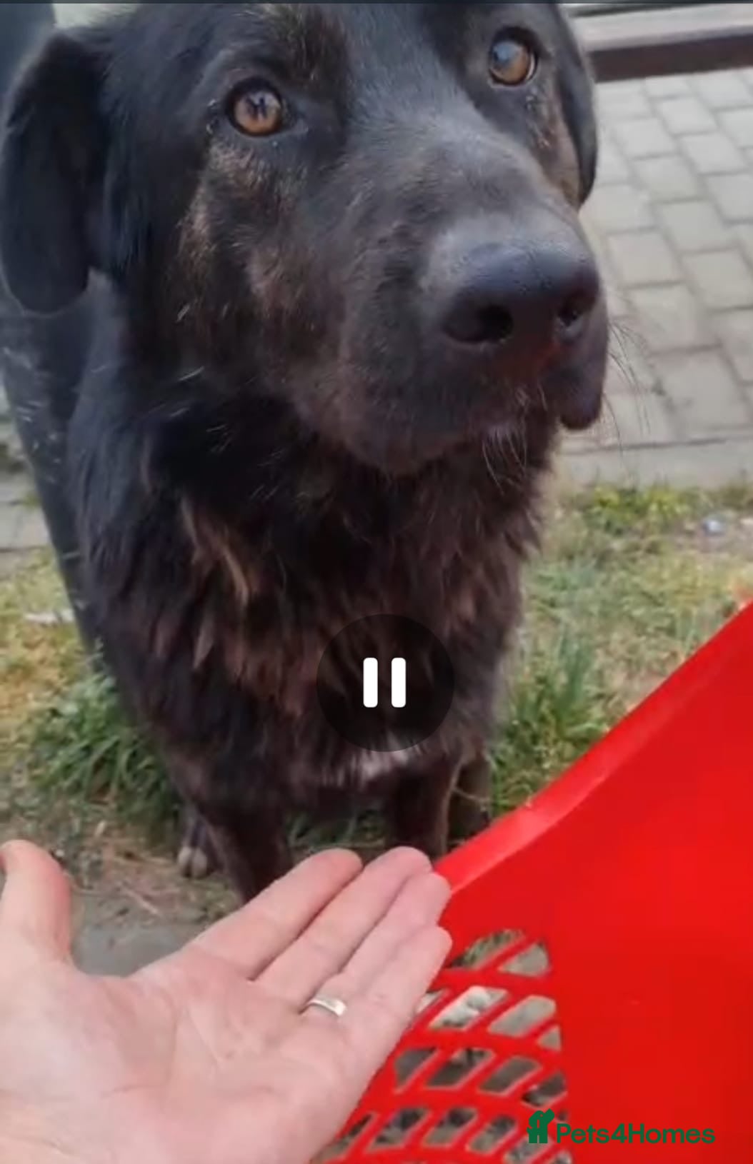 Mixed Breed dogs Please don’t pass Diesel ❤️  - Advert 1