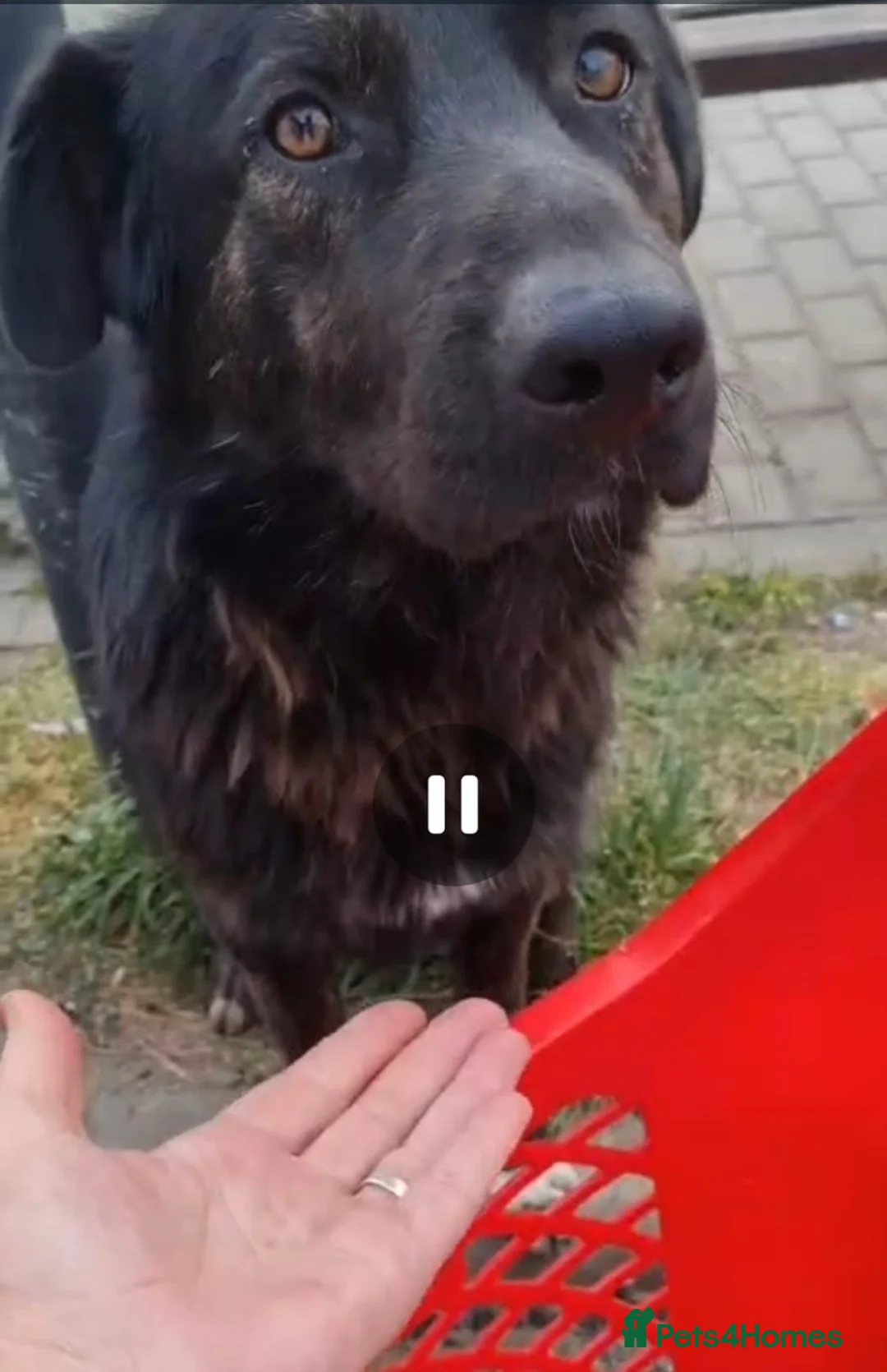 Mixed Breed dogs for adoption: Please don’t pass Diesel ❤️  - Advert 2