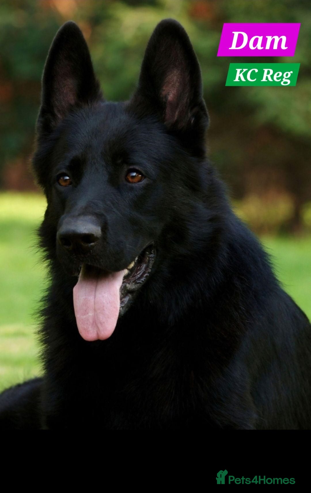 German Shepherd dogs TOP PEDIGREE WORKING LINE STRAIGHT BACK GSD - Advert 1