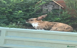 Rex rabbits for sale: Bonded Pair of Rex Rabbits - Rehoming  - Image 2