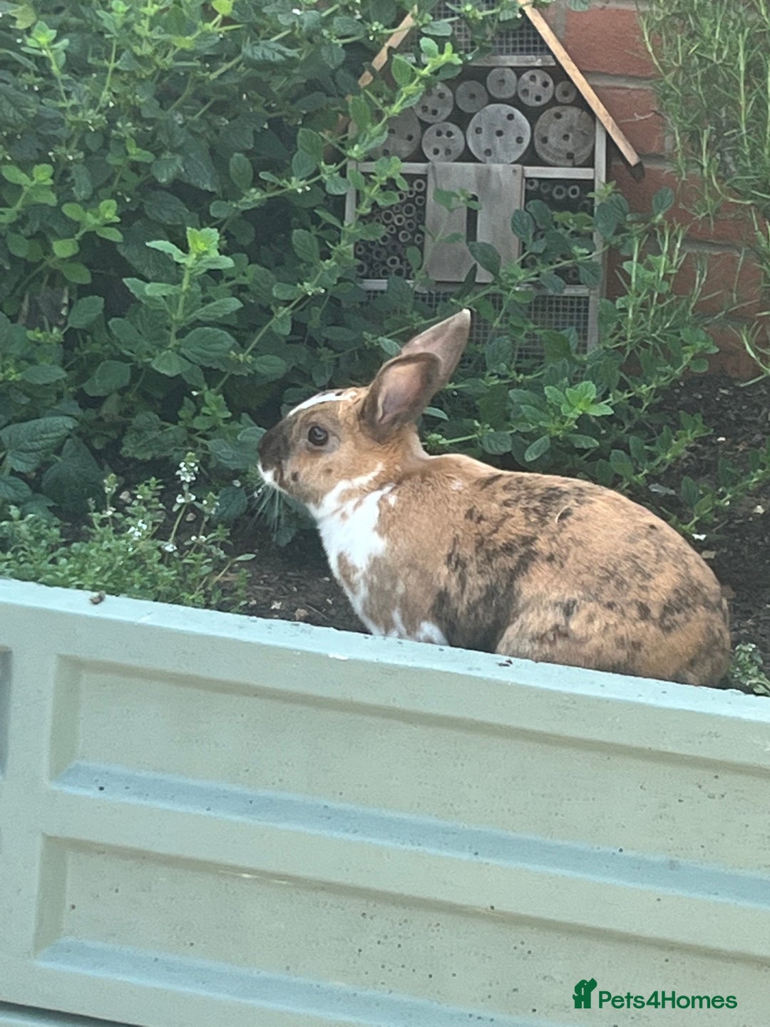 Rex rabbits for sale: Bonded Pair of Rex Rabbits - Rehoming  - Image 2