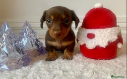 Miniature Dachshund dogs for sale: Pra clear miniature dachshunds - Image 6