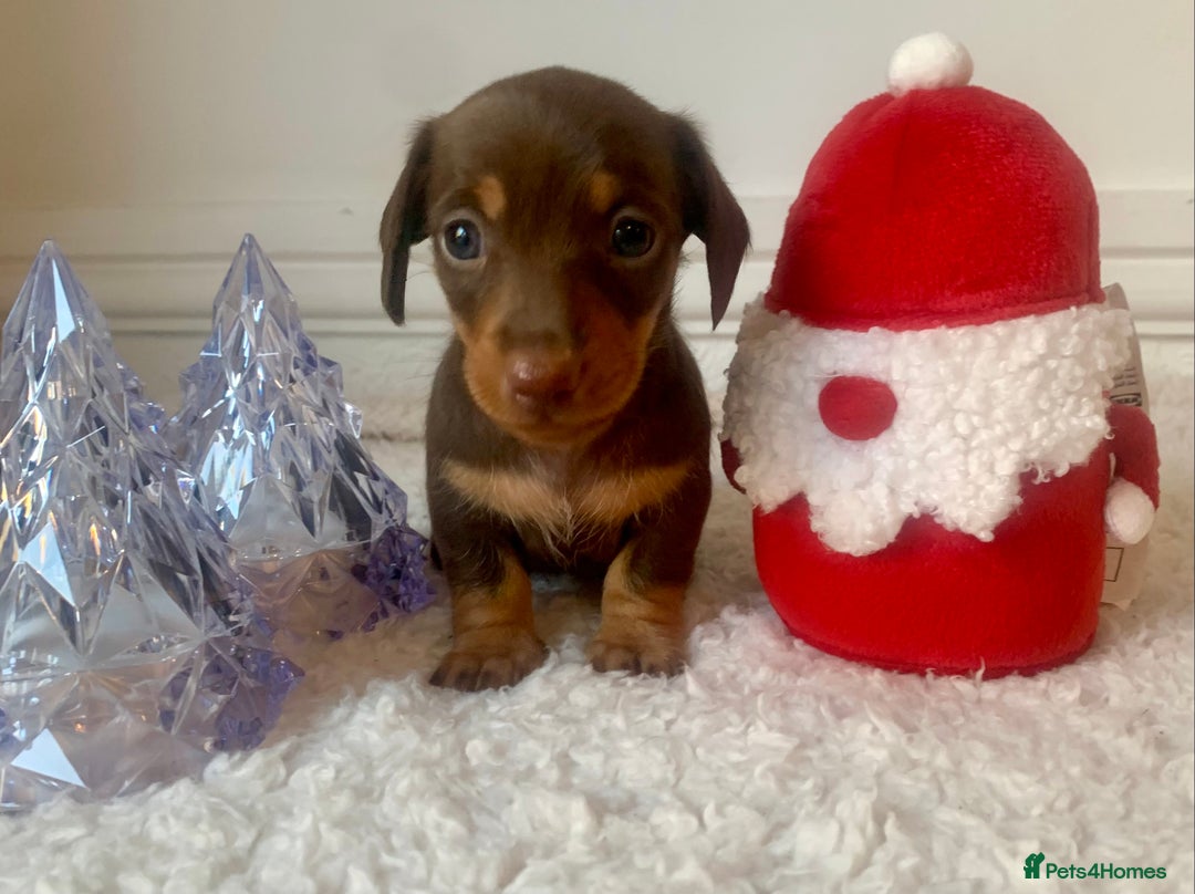 Miniature Dachshund dogs for sale: Pra clear miniature dachshunds - Image 6