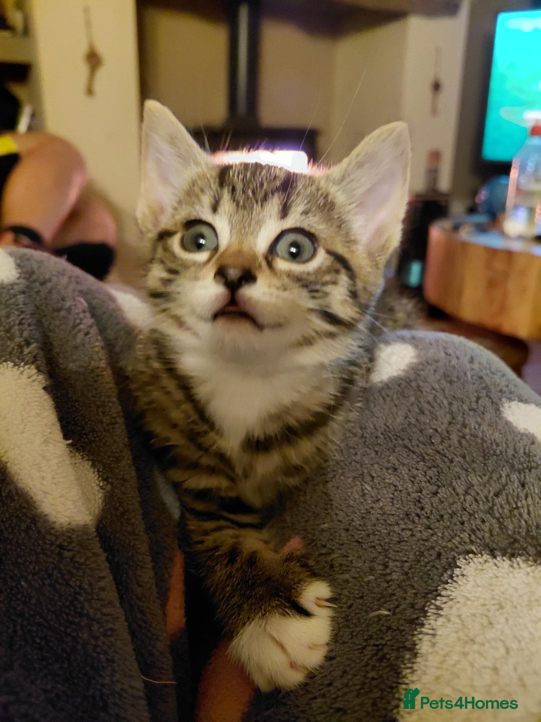 Maine Coon cats for sale: Half Maine Coon - Advert 6