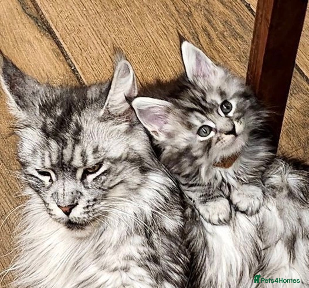 Maine Coon cats for sale: Fluffy Male & Female Maine Coon Kittens Ready 🐾 - Image 5