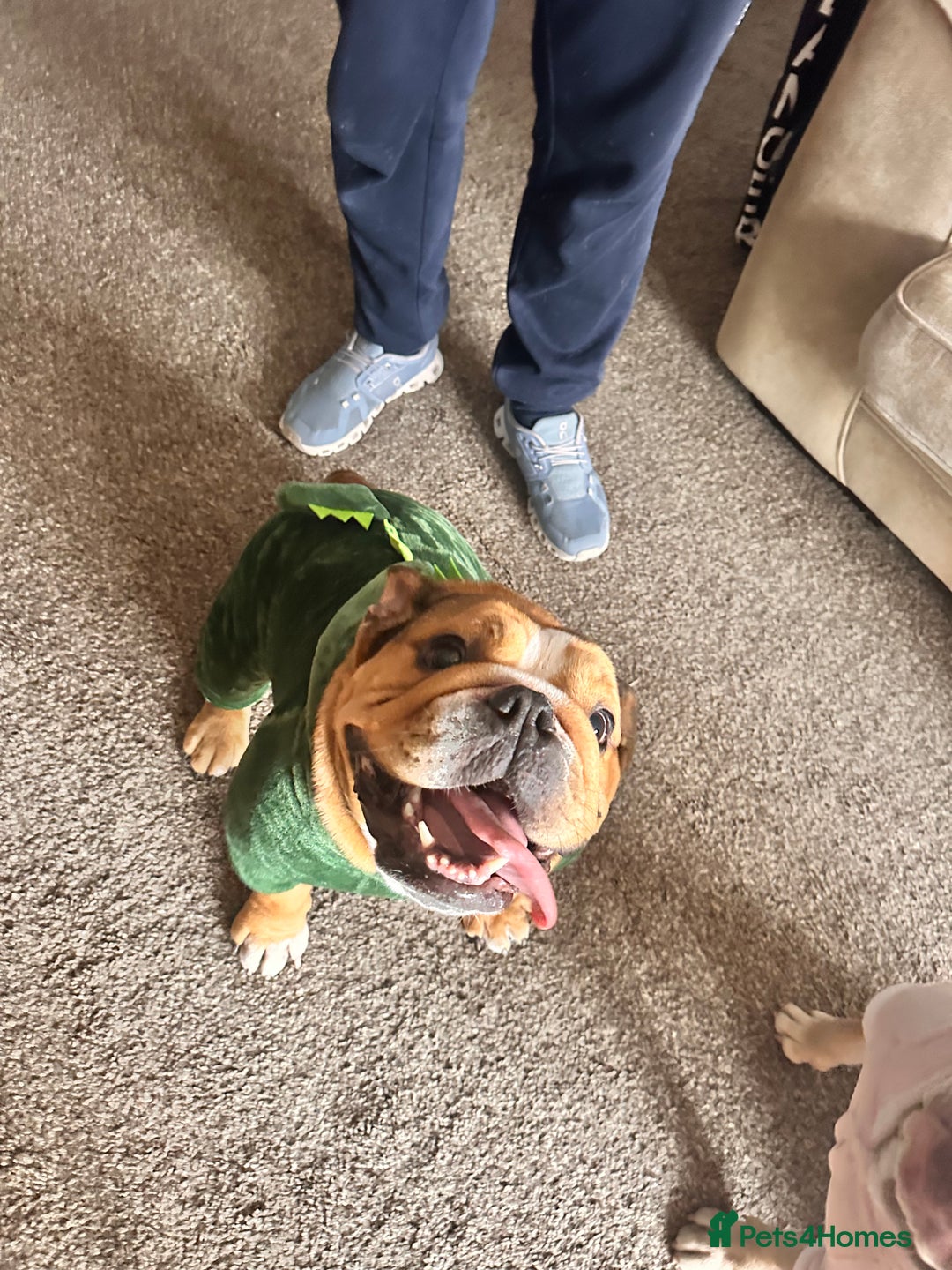 English Bulldog dogs for sale: 4year old bulldog - Advert 2
