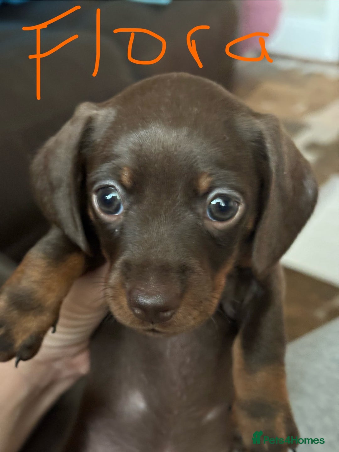 Miniature Dachshund dogs for sale: Extensively health tested Miniature dachshund  - Advert 2