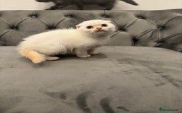 Scottish Fold cats for sale: Stunning purebred Scottish Folds for sale - Image 4