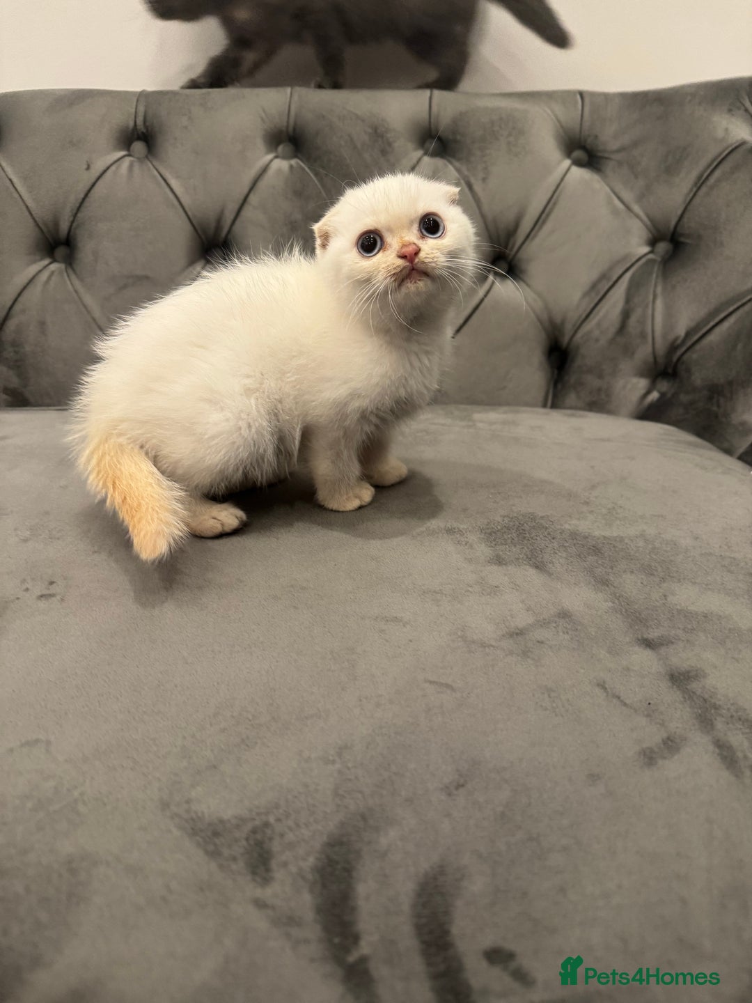Scottish Fold cats for sale: Stunning purebred Scottish Folds for sale - Image 4