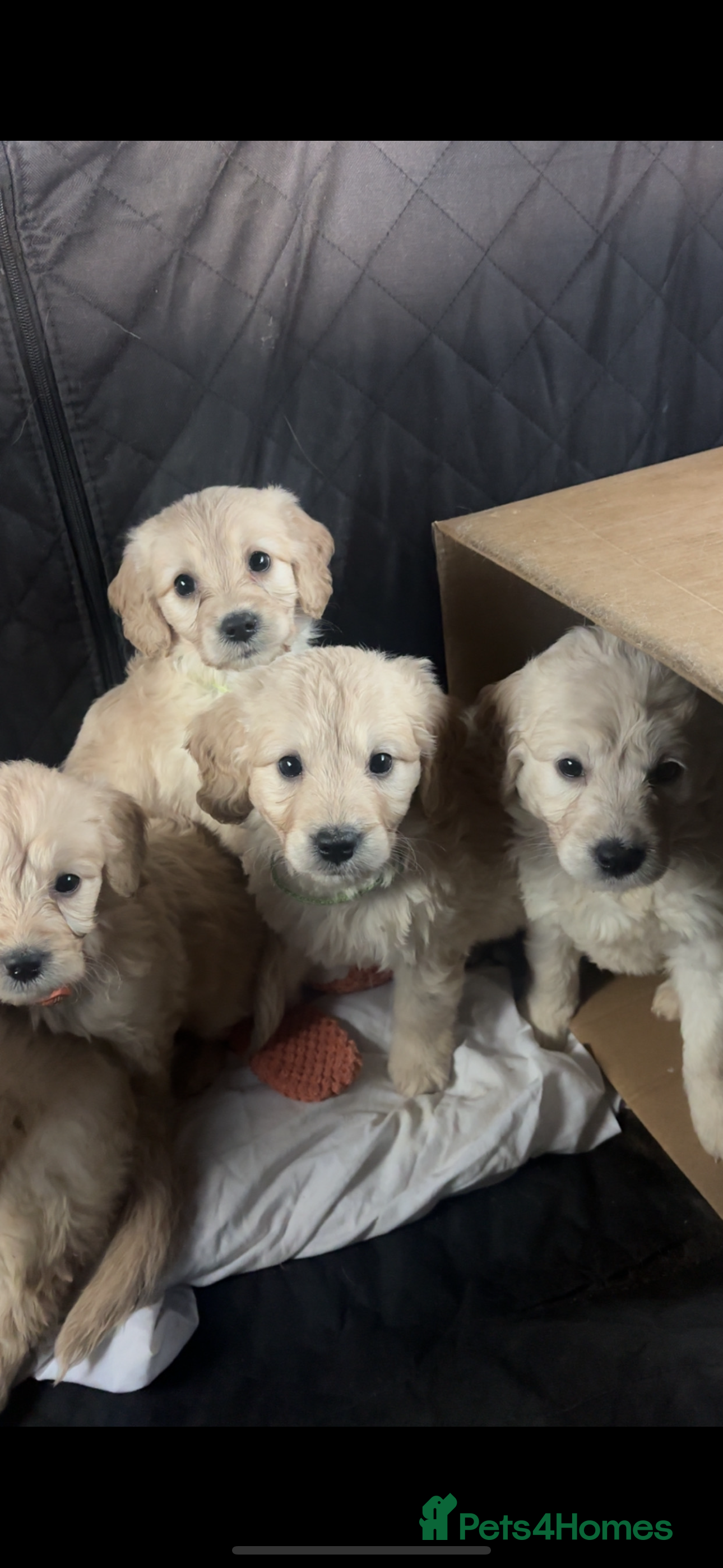 Mini Goldendoodle dogs READY TO LEAVE NOW 10 Mini F1 GoldenDoodle puppies - Advert 6