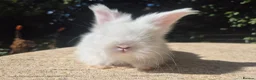 Angora rabbits for sale: 🩷 FULL FACE ANGORA BABIES- PARENTS FROM🇫🇷 - Advert 15