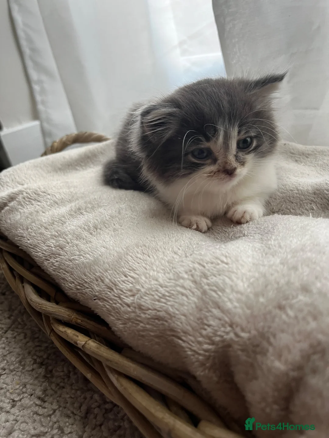 Mixed Breed cats for sale: 2 adorable kittens  - Advert 13