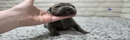 Staffordshire Bull Terrier dogs for sale: KC BLUE STAFFORDSHIRE BULL TERRIER PUPS - Advert 7