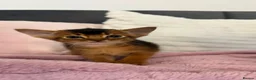 Abyssinian cats for sale: TICA Abyssinian kittens  - Advert 5
