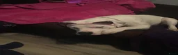 Staffordshire Bull Terrier dogs for stud: Handsome Jake  - Advert 3