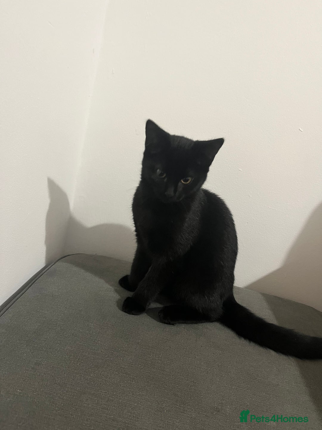 British Shorthair cats for sale: Black British Shorhair adorable kitten - Advert 2